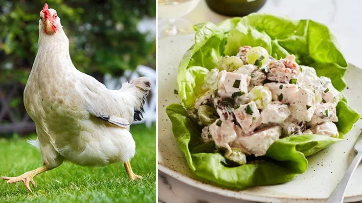 Can You Eat Cold Chicken?