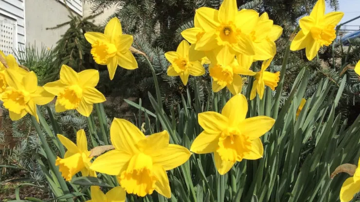 Can You Eat Daffodils?