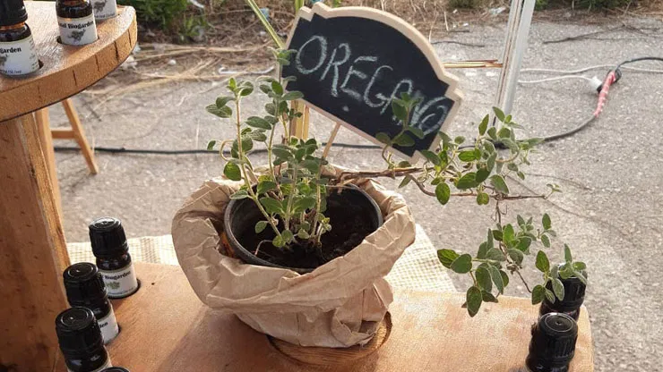 The Many Benefits of Oregano Oil