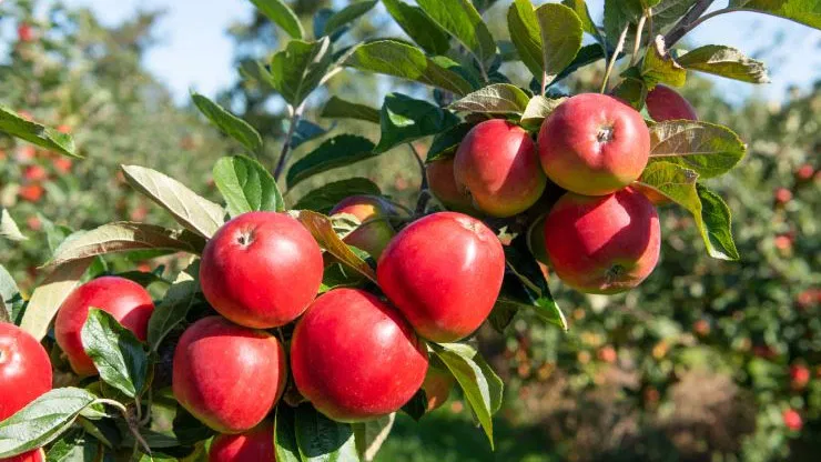 Are Apples a Citrus Fruit?