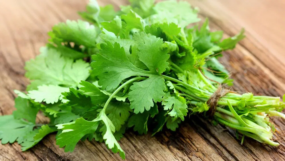 Health Benefits Of Cilantro