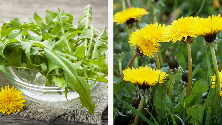 Don't Kill Those Dandelions. Eat Them!