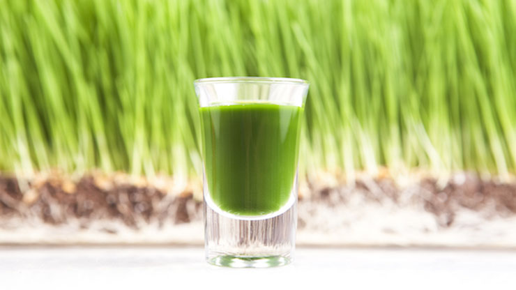 What Are The Benefits of Juicing Wheatgrass?