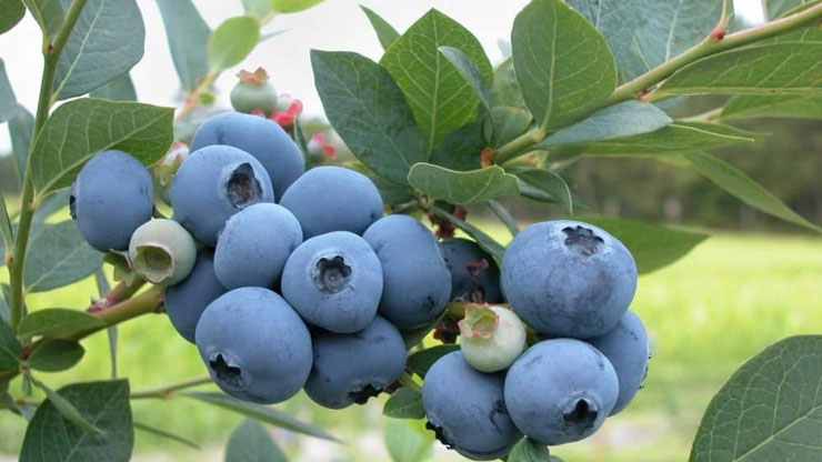 Are There Seedless Blueberries 2