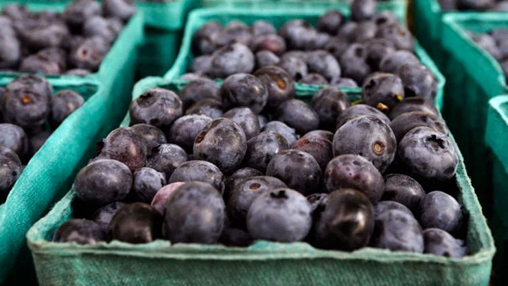 Are There Seedless Blueberries