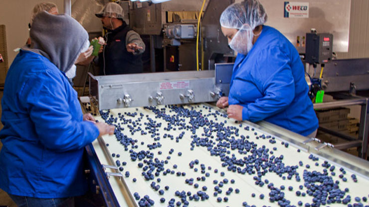 How Can You Extract Blueberry Seeds