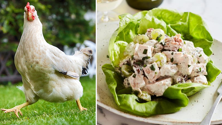 Can You Eat Cold Chicken?