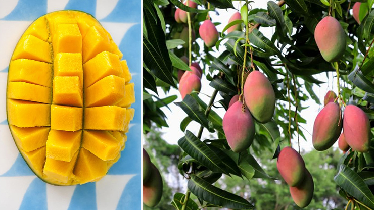 Is Mango A Citrus Fruit What Is the Mango 2