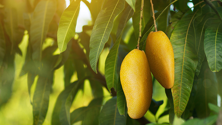 Is Mango A Citrus Fruit?