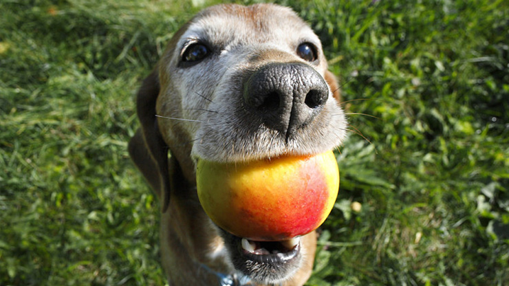 Why Would You Want to Eat Peach Skin