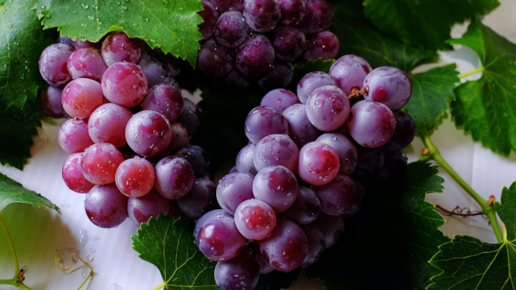 Do Grapes Make You Poop?
