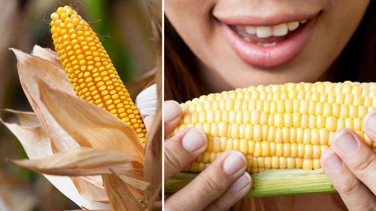 Can You Eat Raw Corn?