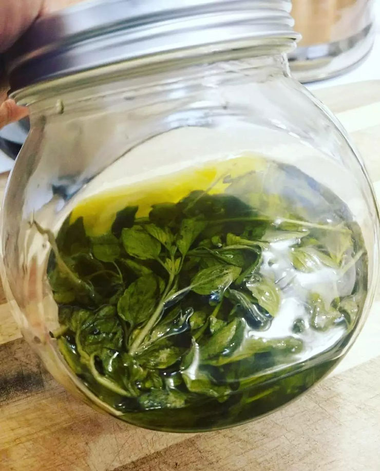 The Many Benefits of Oregano Oil 1 1