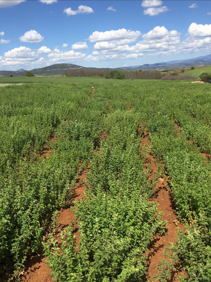 The Many Benefits of Oregano Oil 2