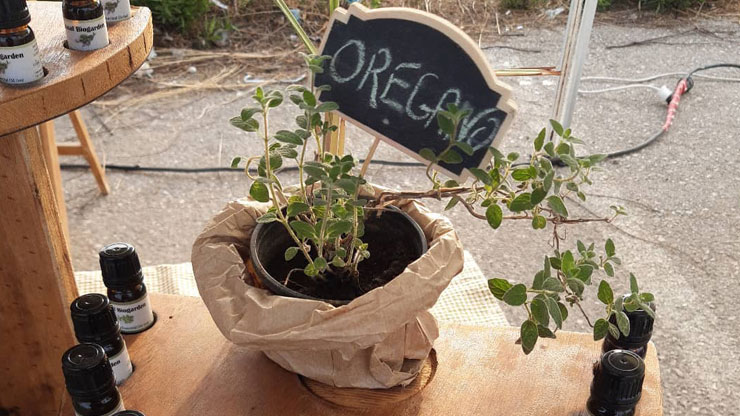 The Many Benefits of Oregano Oil