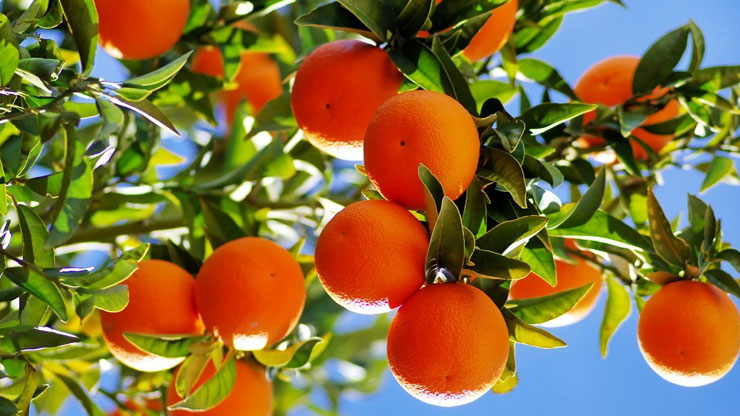 Are Apples a Citrus Fruit What Are Citrus Fruits