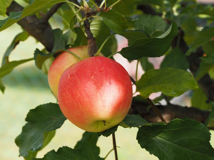 Are Apples a Citrus Fruit What Is the Apple