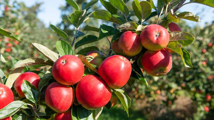 Are Apples a Citrus Fruit?