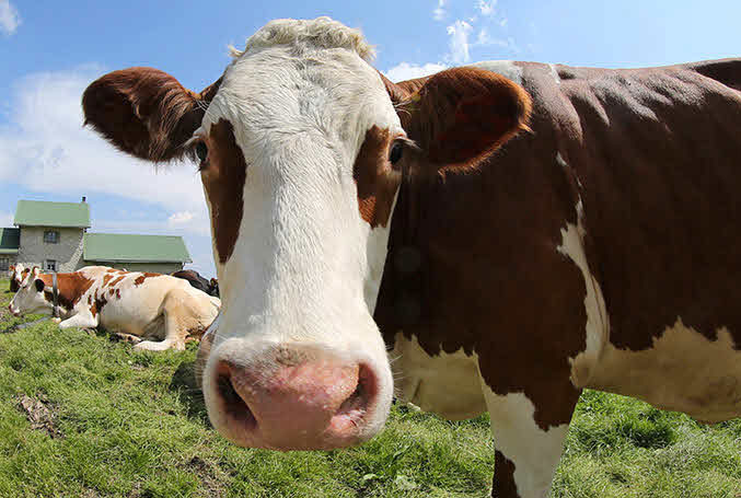 Is Lab Grown Meat Vegan