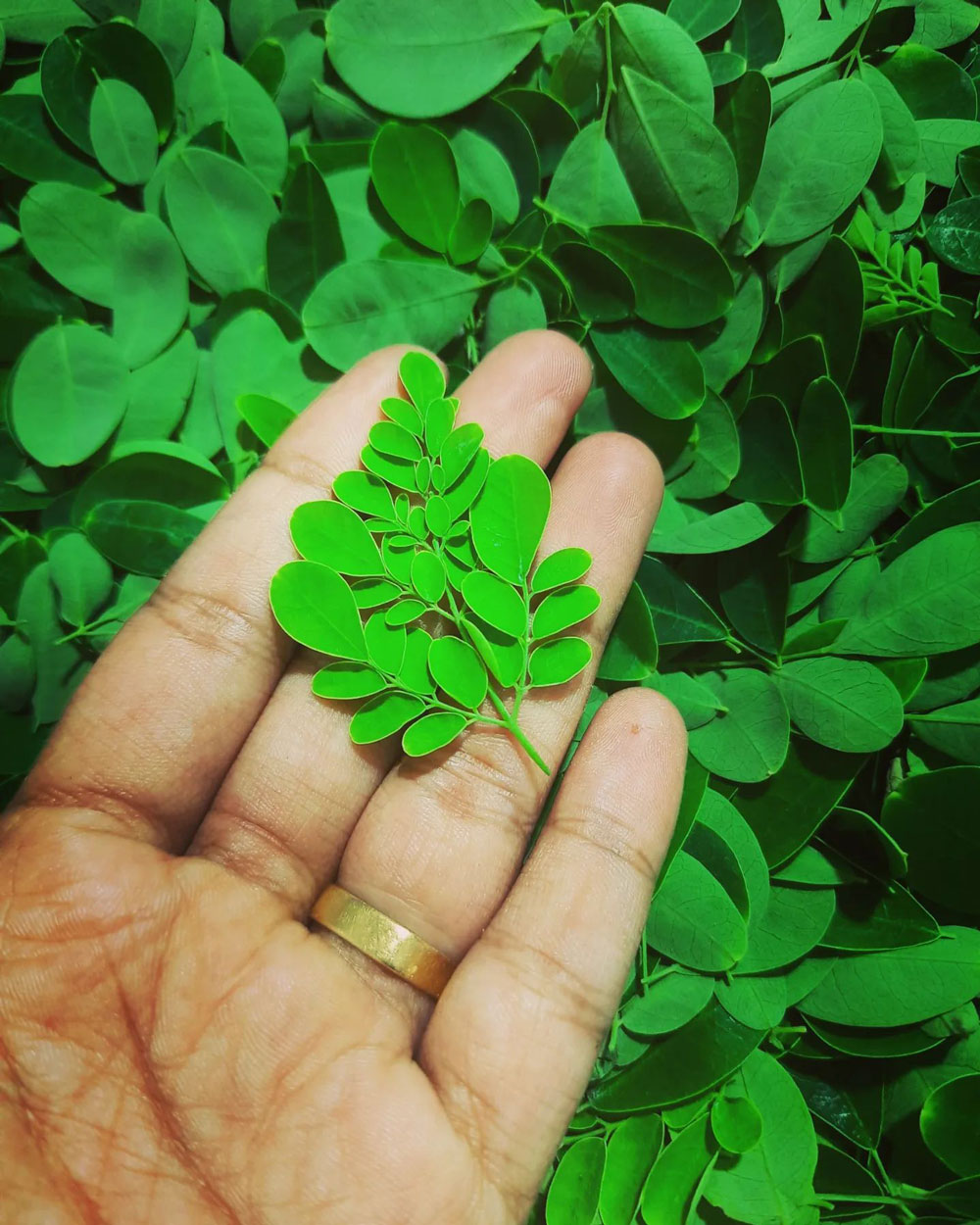 Moringa powder flexes its superfood chops 1