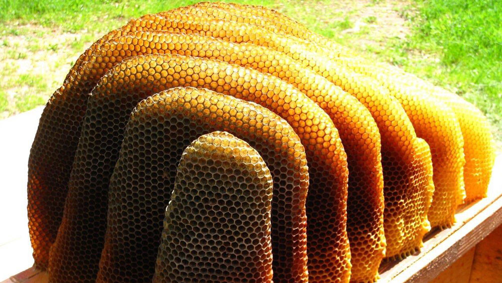 Can You Eat Honeycomb?