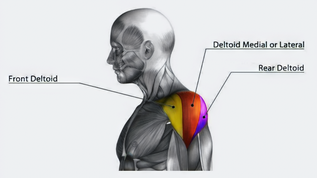 What Are Front Deltoids 