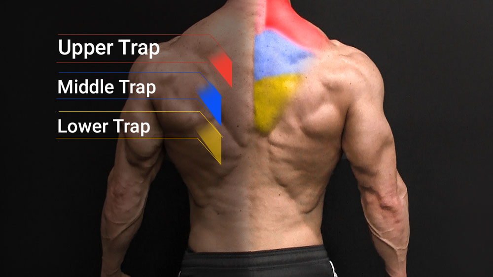 What s The Lower Trap