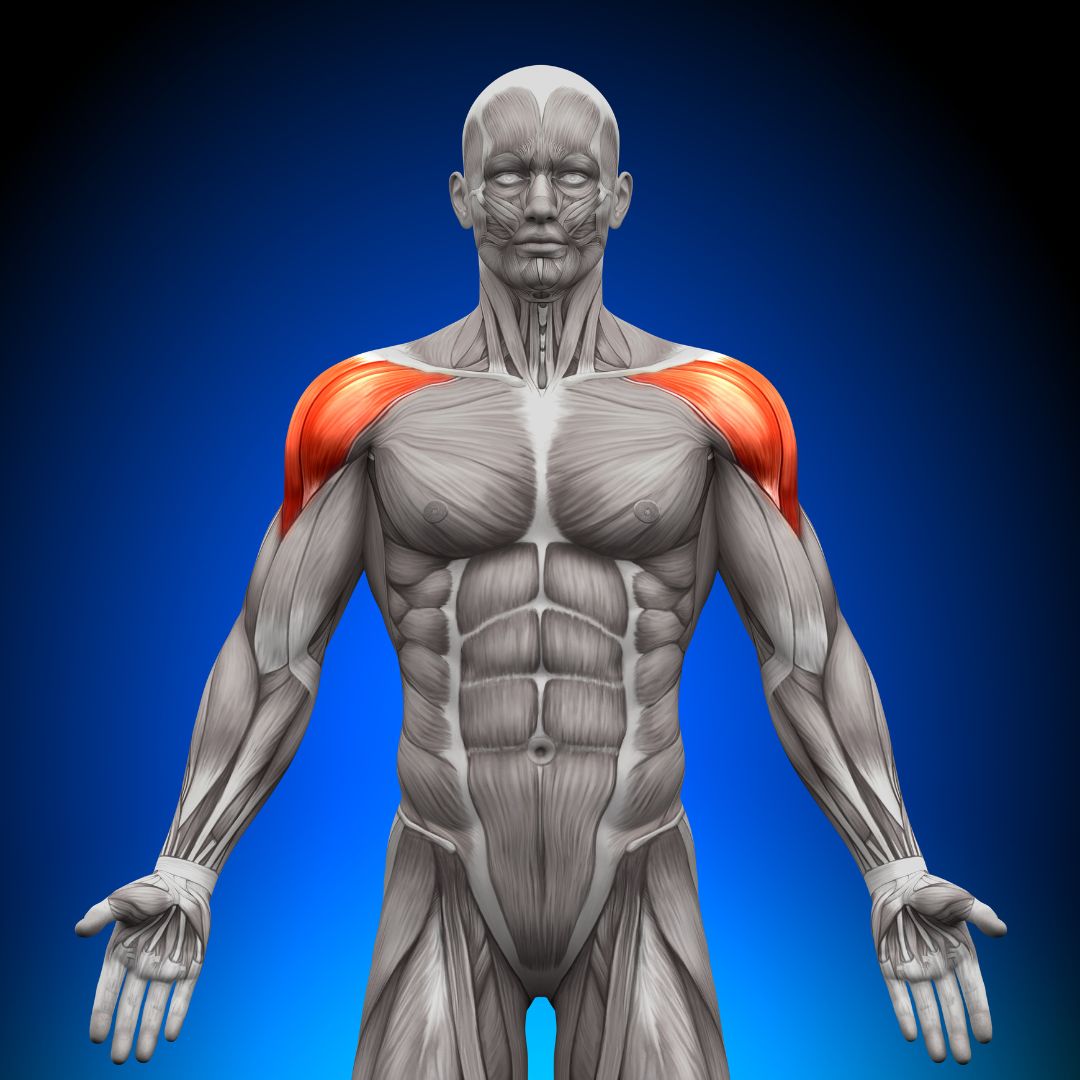 Why Should You Exercise These Muscles 