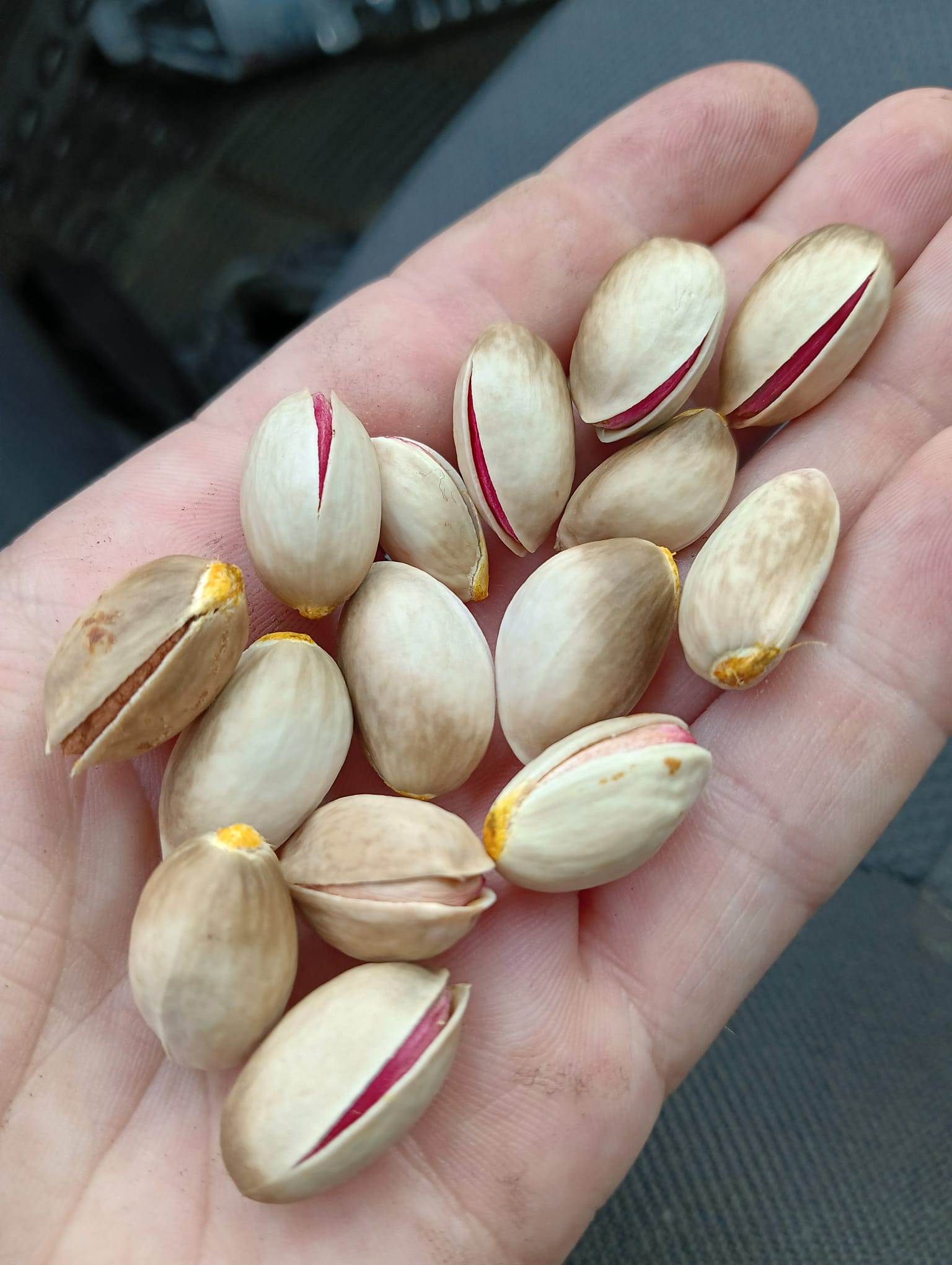 What Makes Pistachios Special