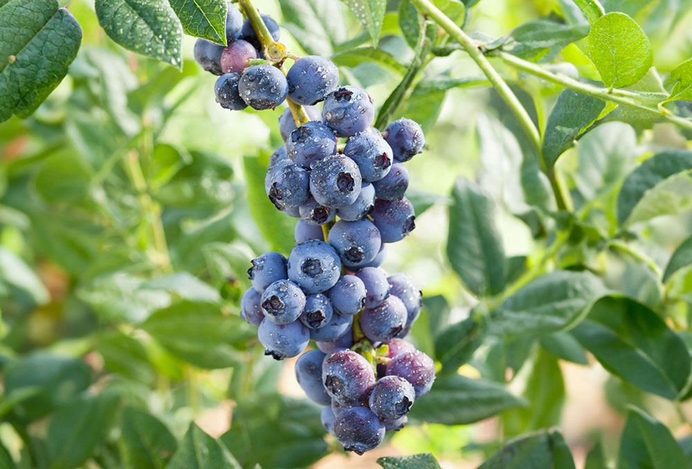 superfoods for gut health  the 2025 blend trend_37da0009 b744 43bb a567 2626ab77960d