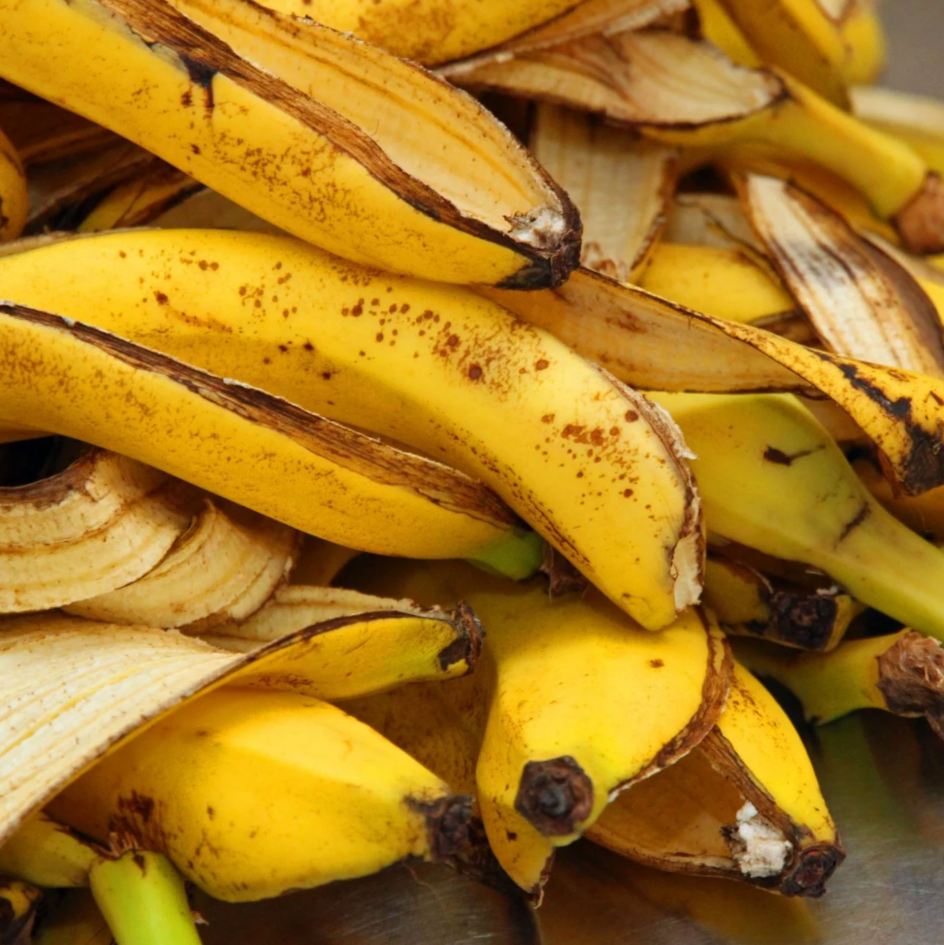 can you eat banana peels_e6e8a4a0 7628 466e ab18 74fc61184794