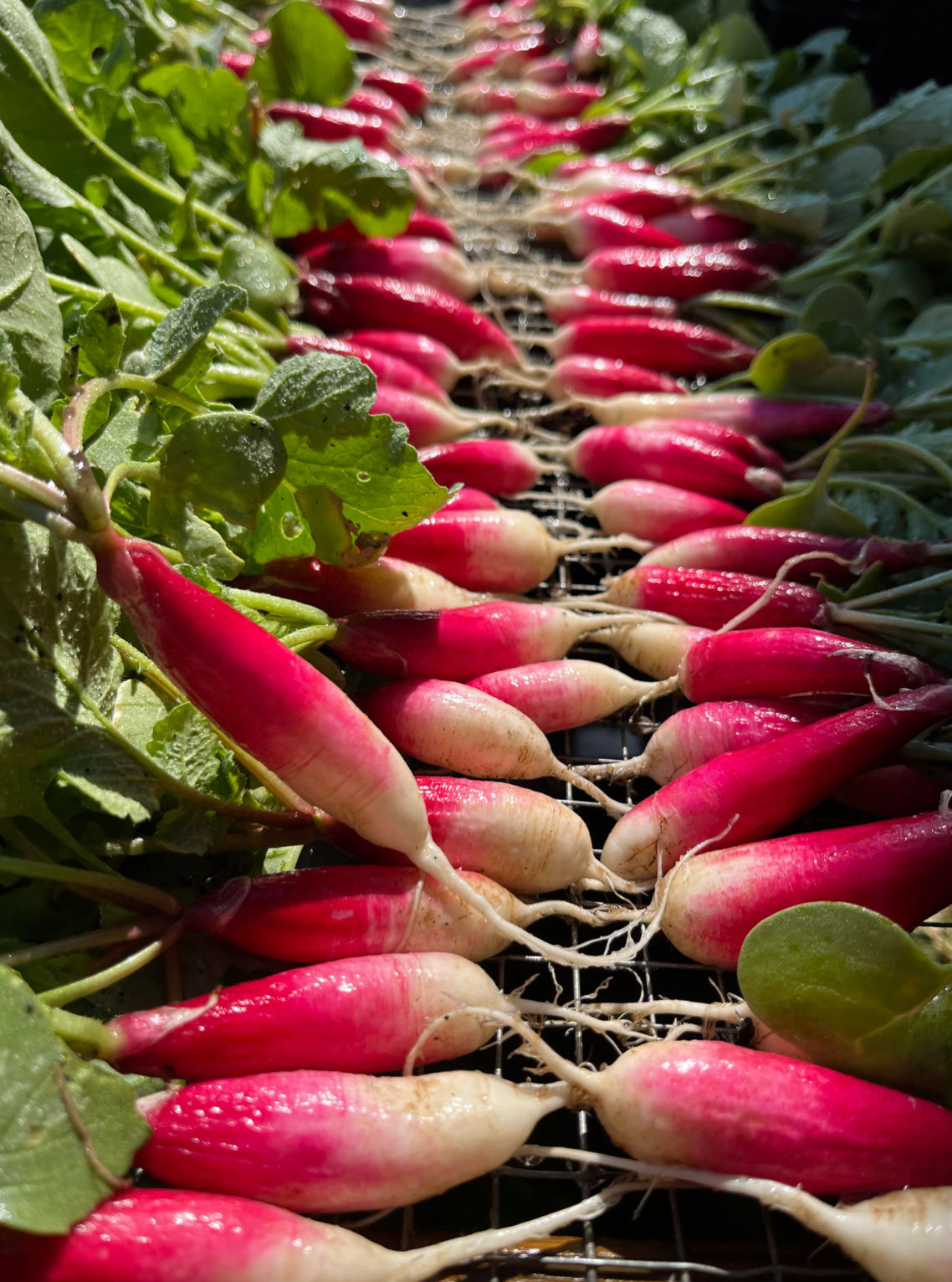 health benefits of radishes_2668785d 67b6 4083 a7e5 6d1665cd9ce8