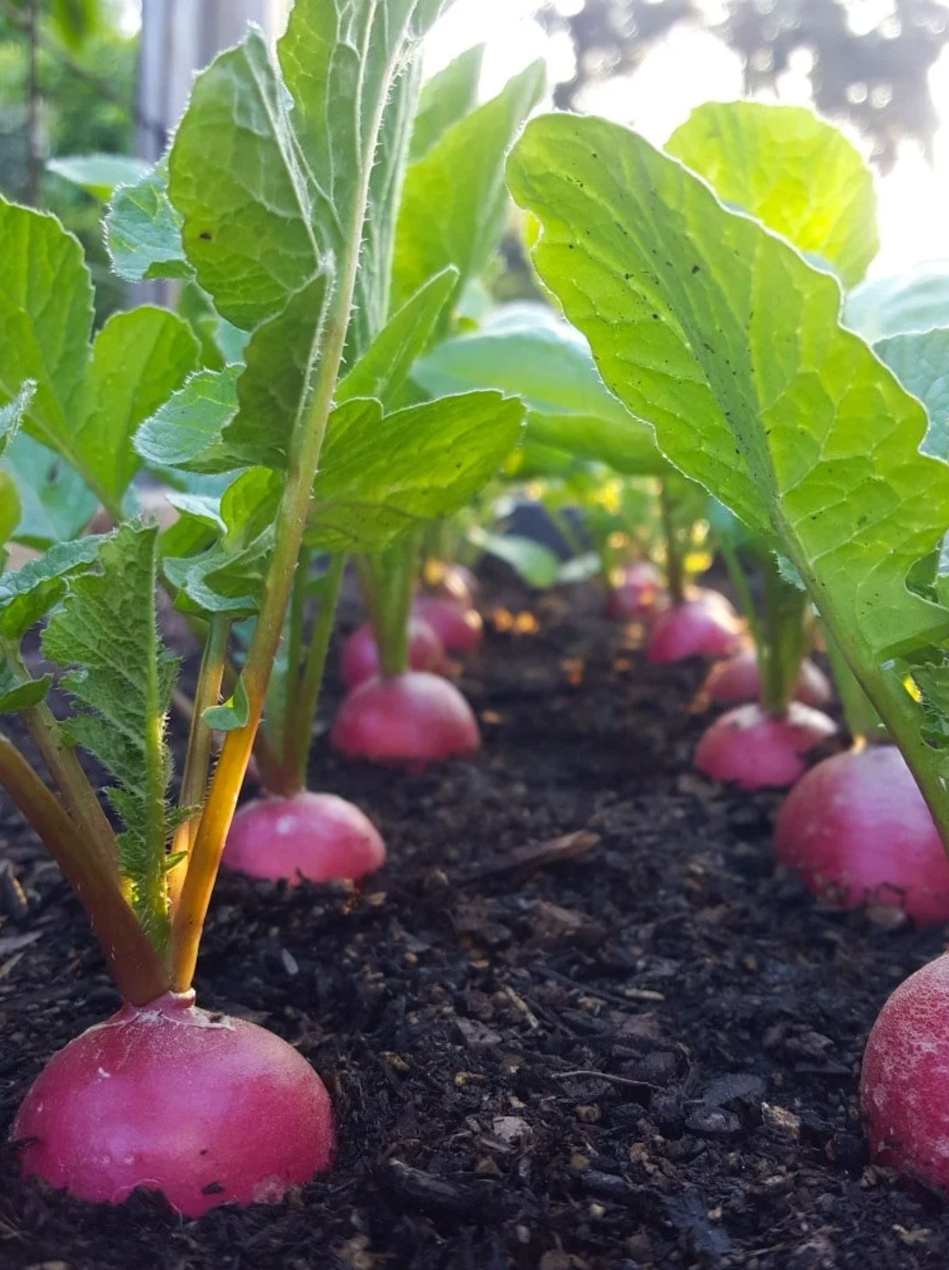 health benefits of radishes_26823cfe 2f58 48c9 a83b 5553e3350062