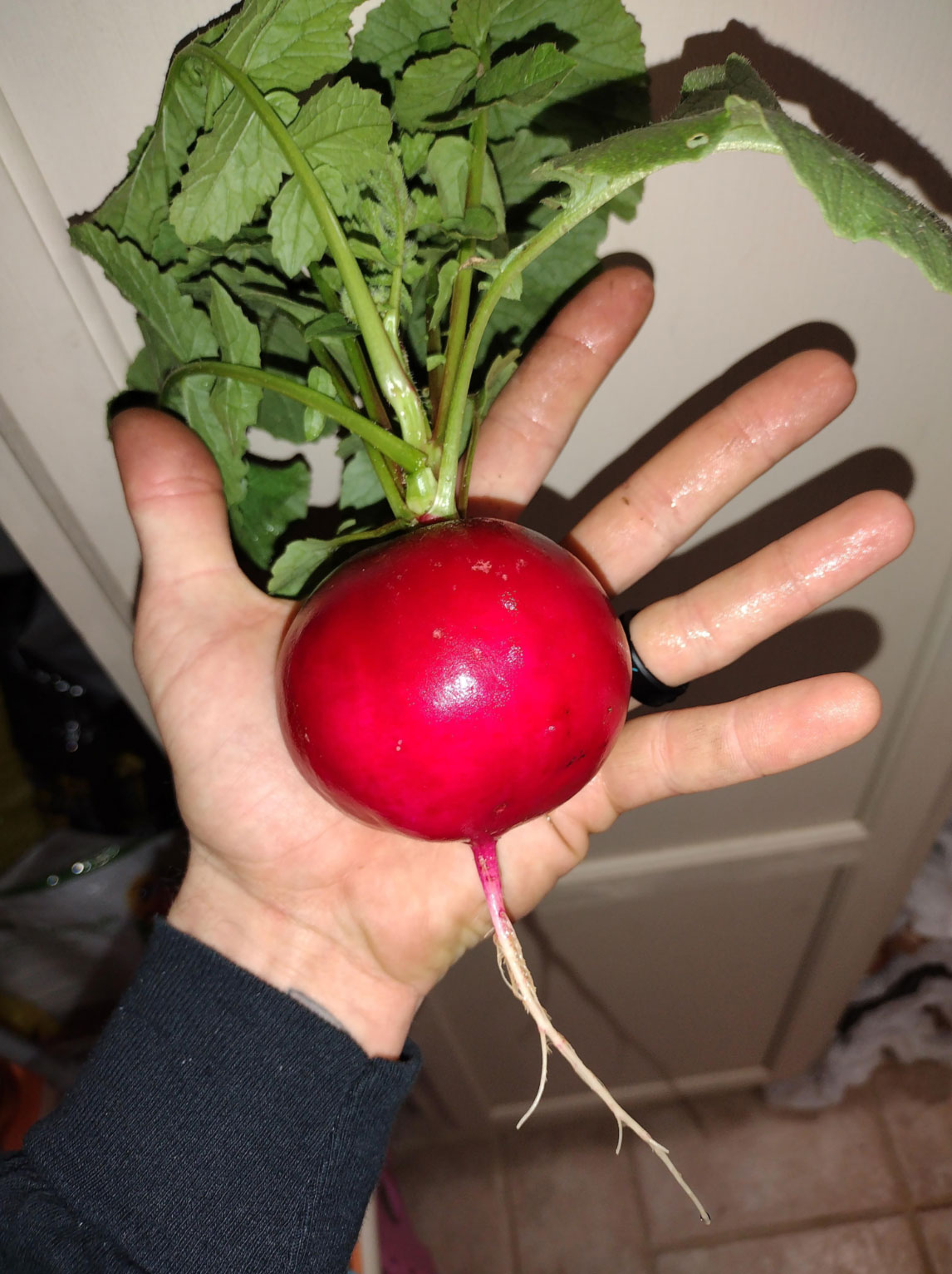 health benefits of radishes_691fe352 ca99 4bc7 aec1 c73f3a02a3f7