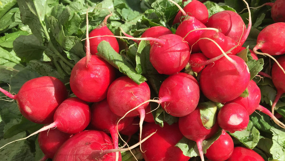 The Health Benefits Of Radishes