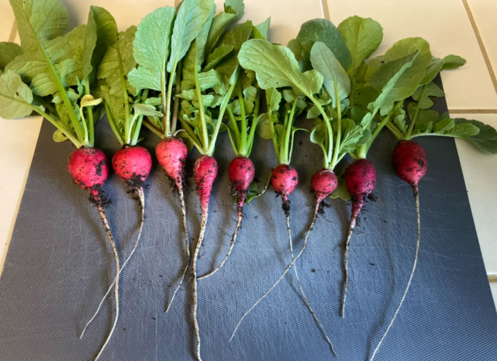 health benefits of radishes_f5d97697 8b68 426f 8ad4 a1ff464fe0d8