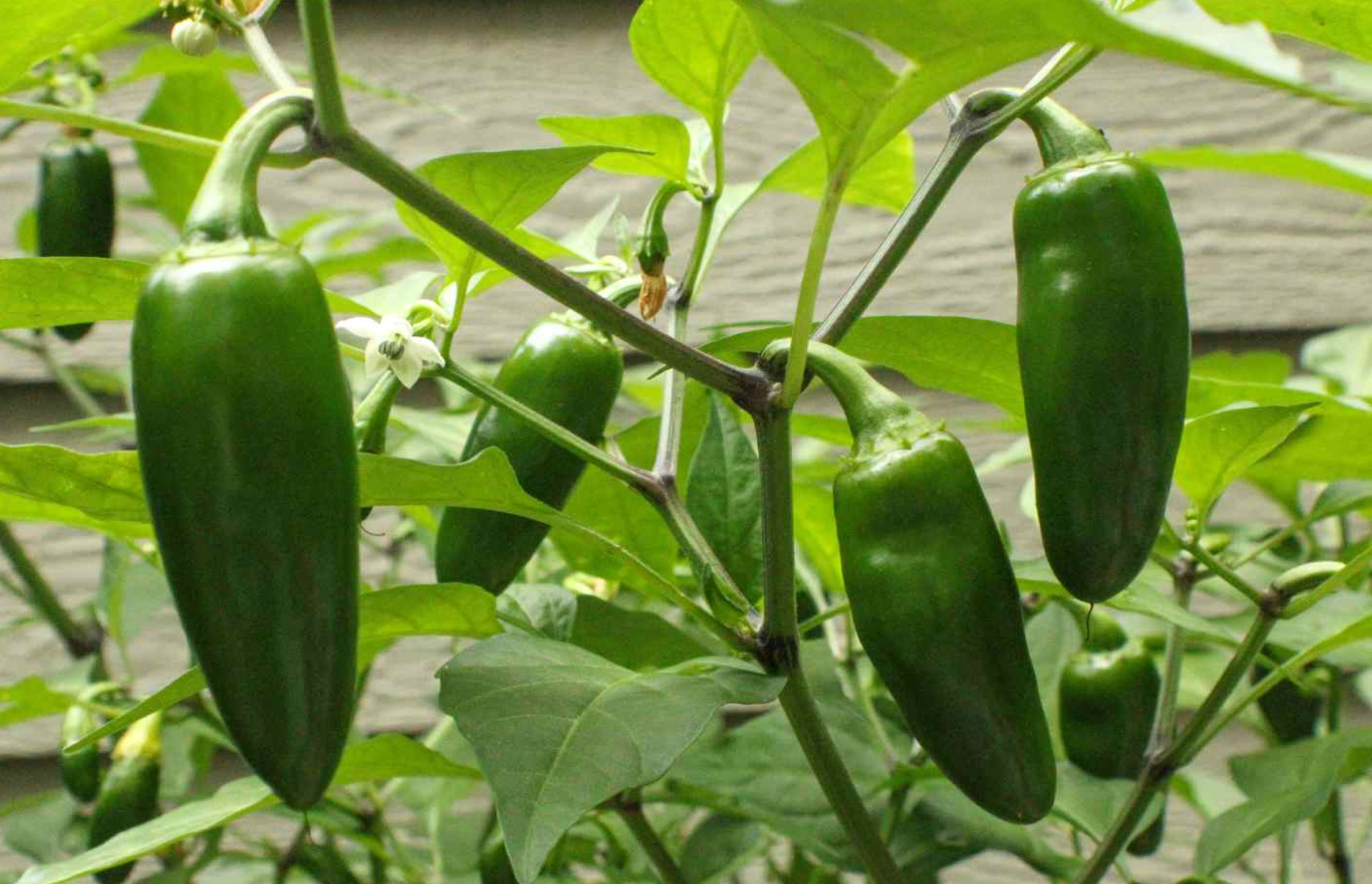 health benefits of jalapenos_44427fa3 fa01 422b a628 18577ffeb6cc