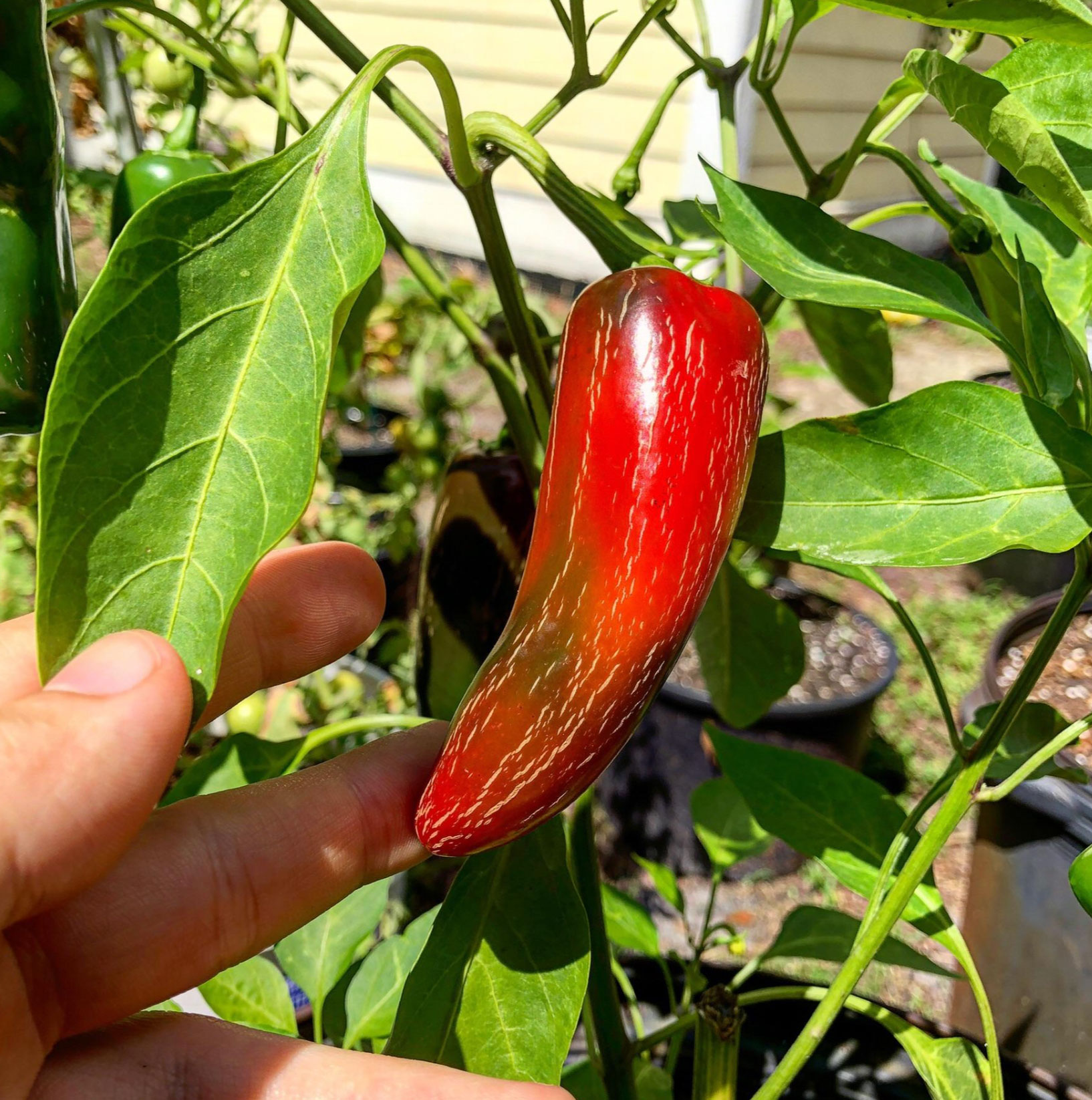 health benefits of jalapenos_eeda50af 51ff 45f1 a952 fcfbfe0718db