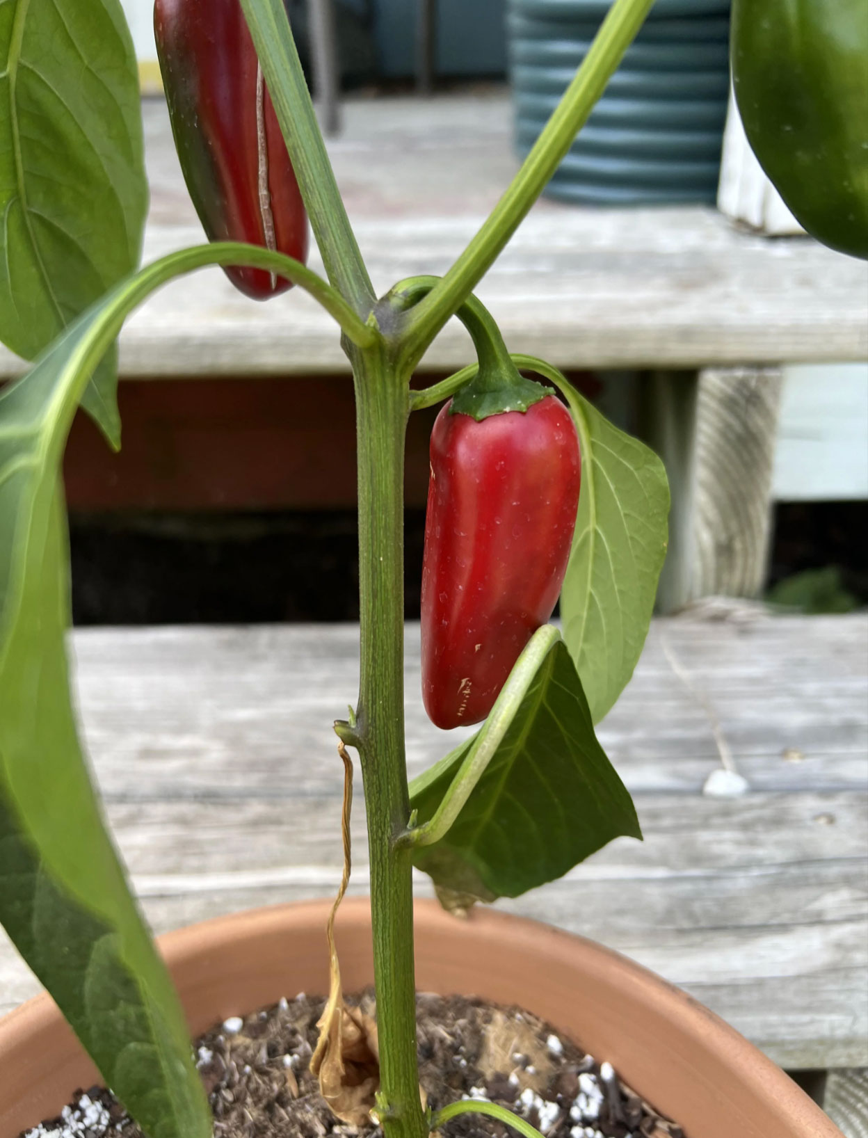 health benefits of jalapenos_fbb03bc5 b1e3 478f a289 c2fc31c1ad55