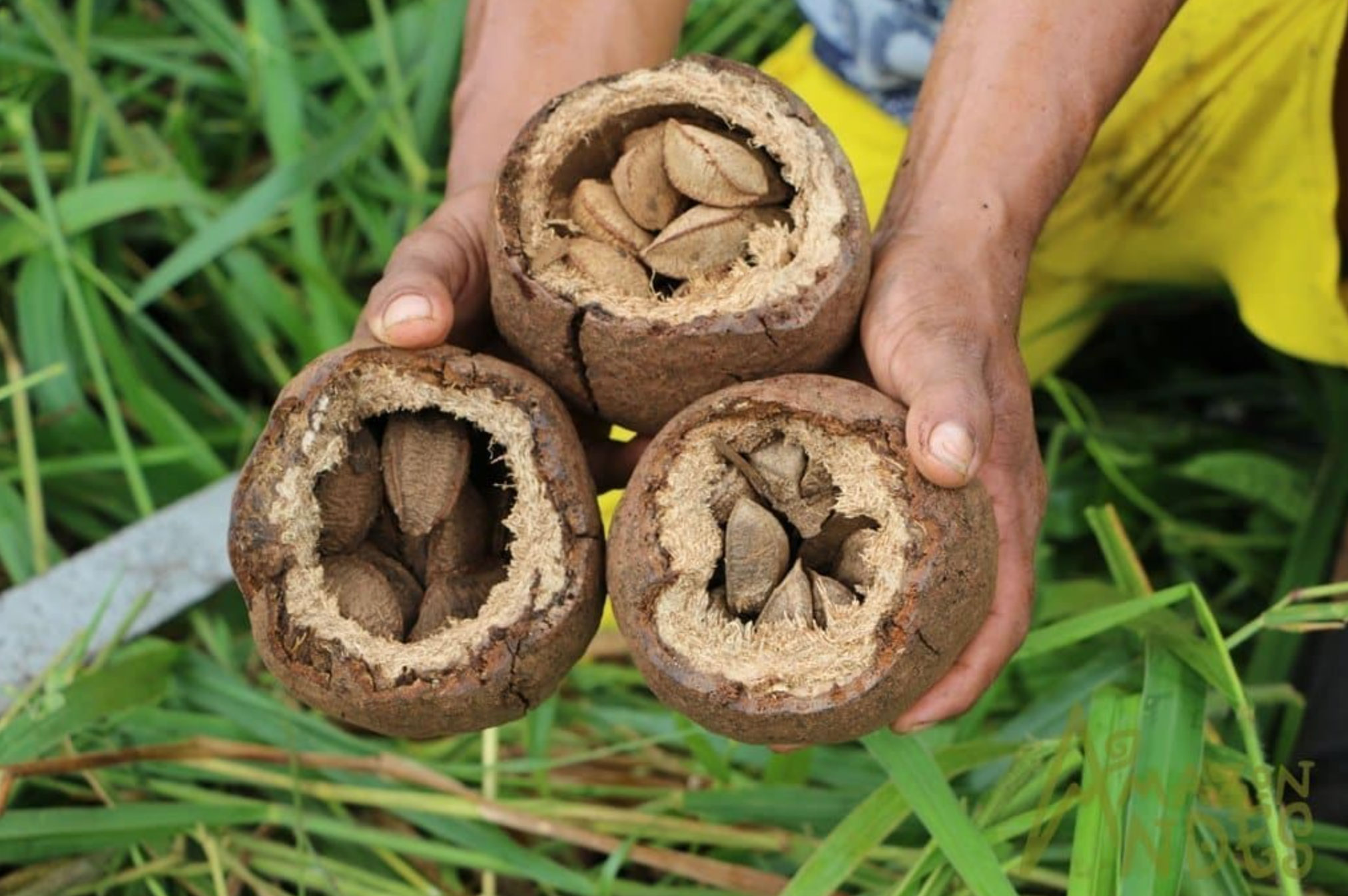 health benefits of brazil nuts_be5834b9 7768 4765 a778 de7f54afead2