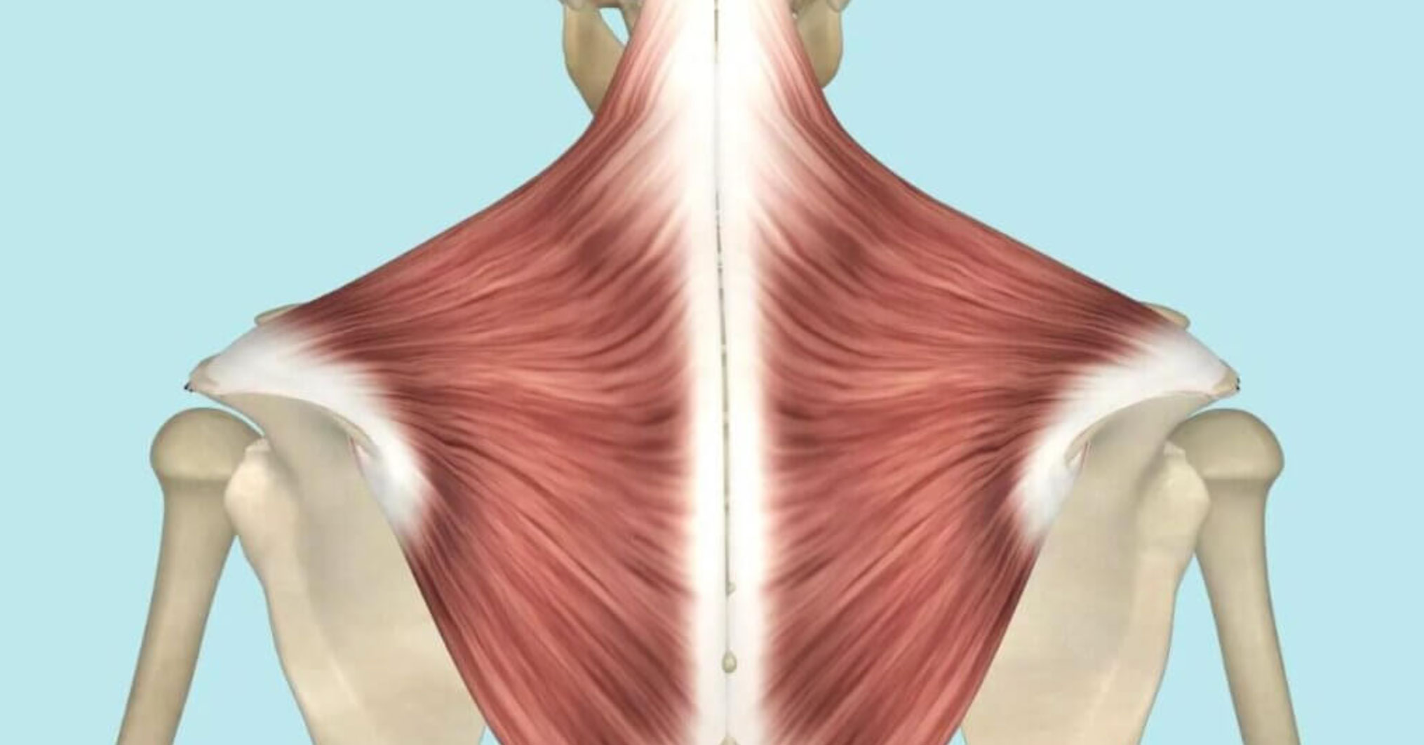 relieve trapezius muscle pain_569c3f66 984d 4a94 b096 77136b7f99ba