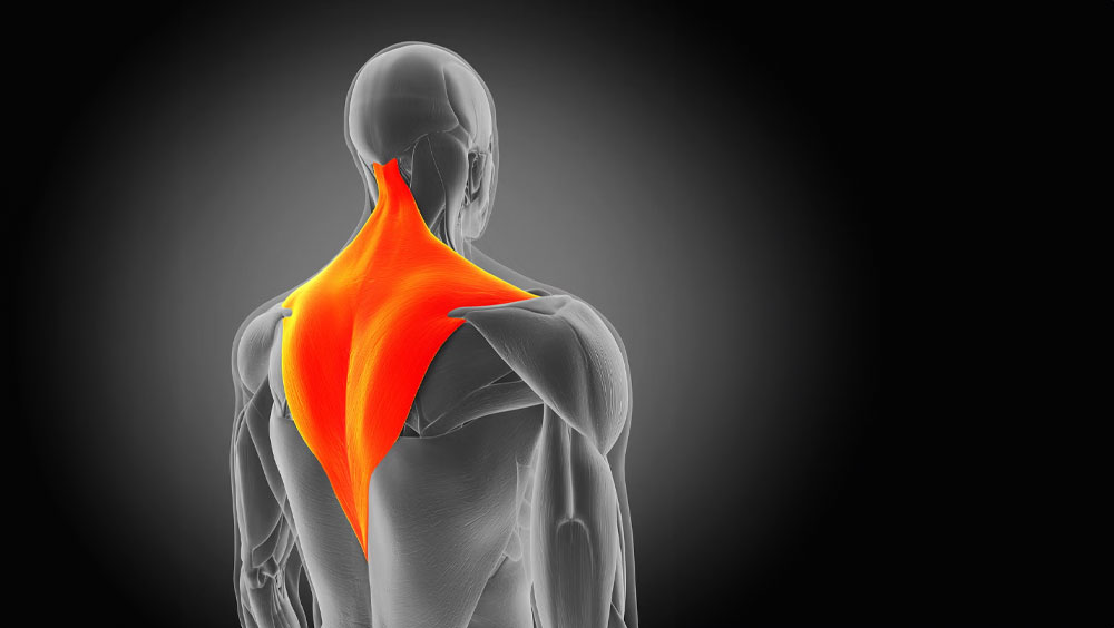 Dealing With Trapezius Muscle Pain? Do This