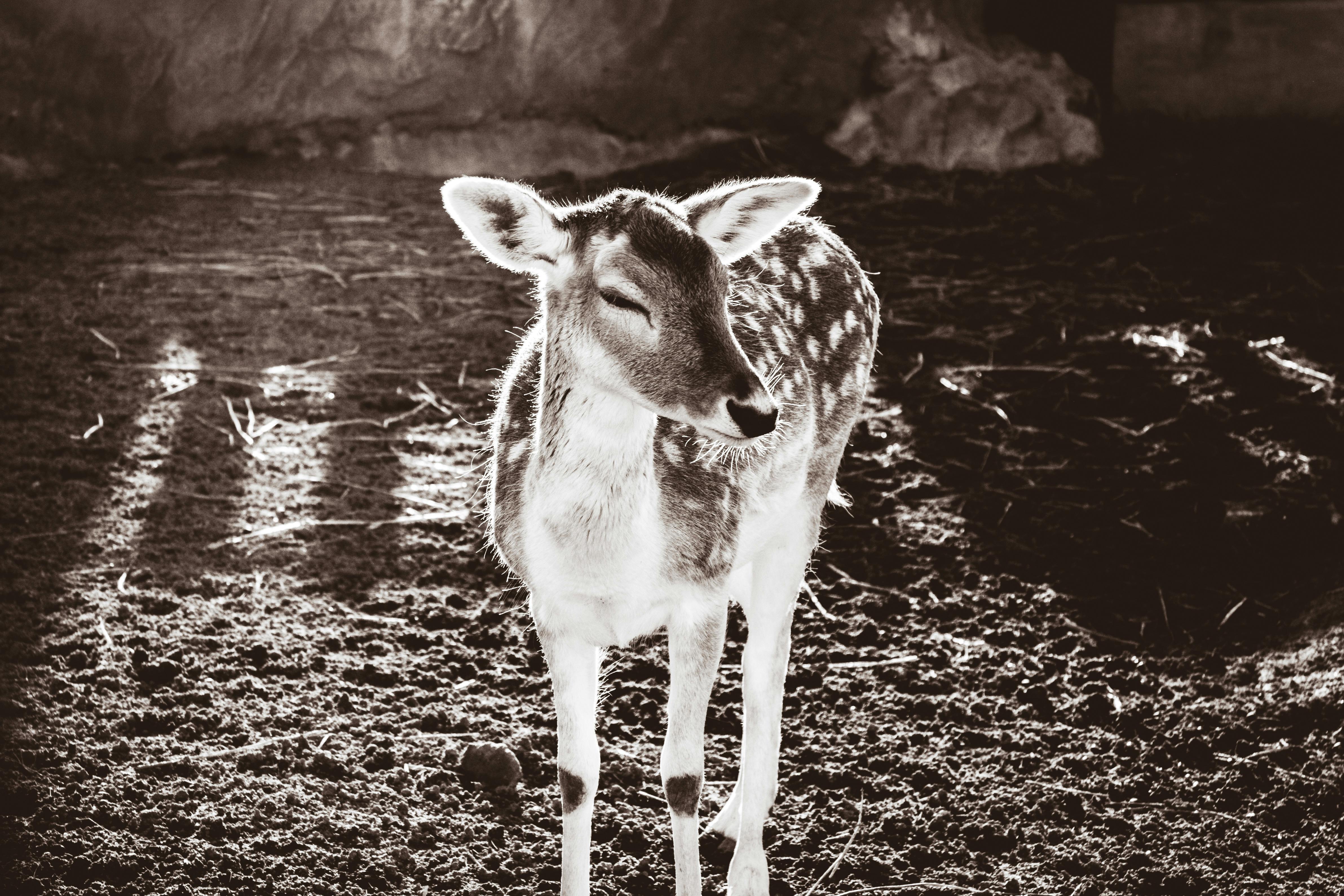 1767668809968_mastering deer tenderloin  the best cooking methods_3600dc1f 1b75 4f9a a6e1 6219a1a917de