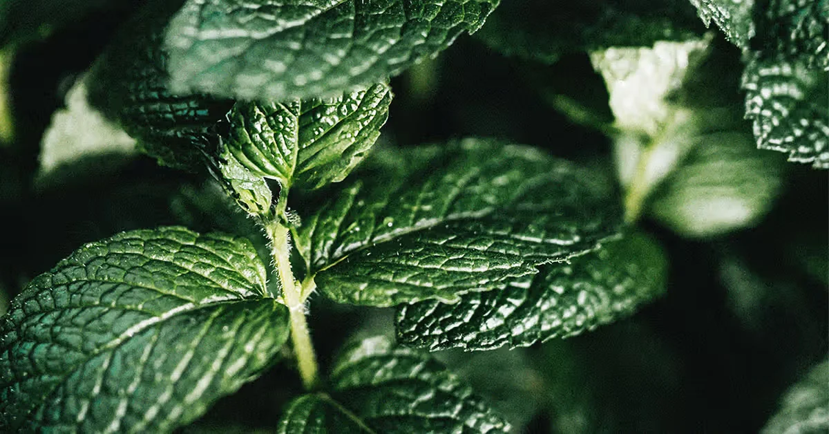 8 Science-Backed Health Benefits of Mint: From Better Digestion to Sharper Focus