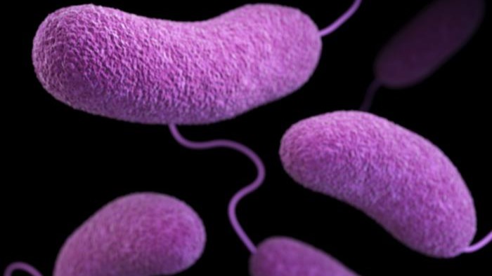 1786198259507_DFE Vibrio About Pathogen illustration v1_1