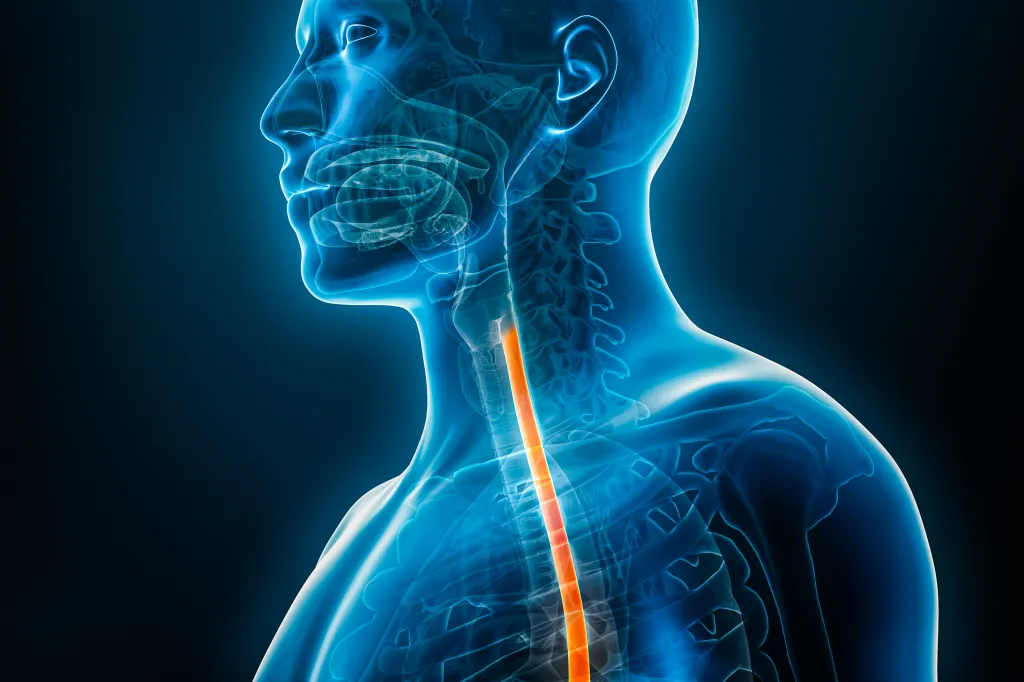 1789827420809_esophagus oesophagus 3d rendering illustration 141583879
